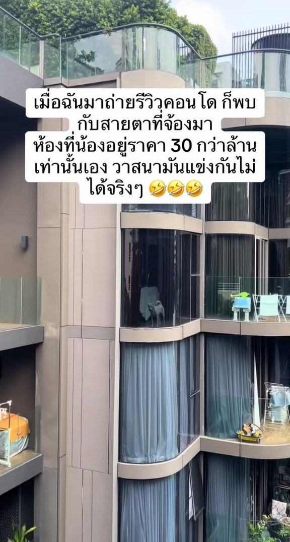 หมาบนคอนโดหรู หมาบนคอนโดหรู