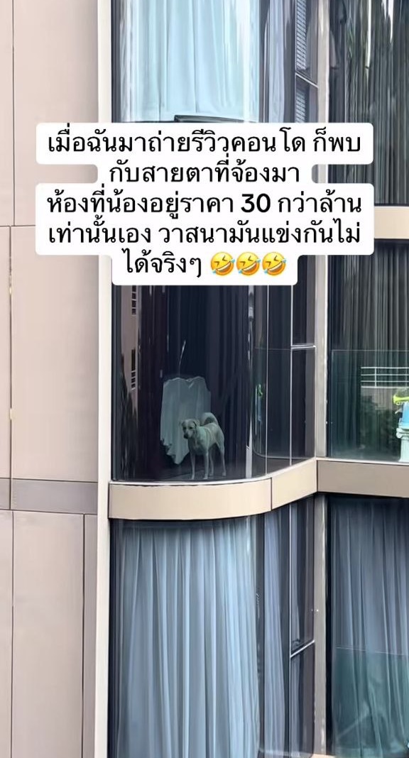 หมาบนคอนโดหรู หมาบนคอนโดหรู