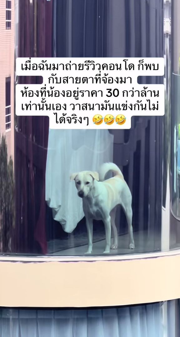 หมาบนคอนโดหรู หมาบนคอนโดหรู