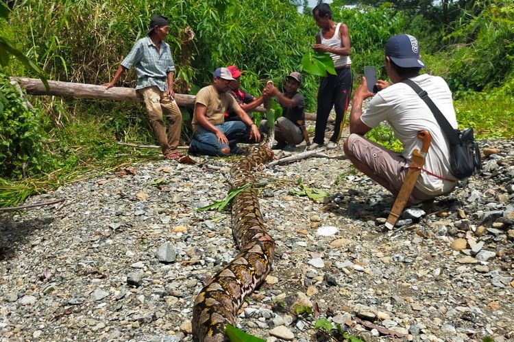 งูยักษ์ งูยักษ์