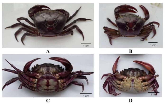 แนะตั้งสติก่อนกิน แนะตั้งสติก่อนกิน
