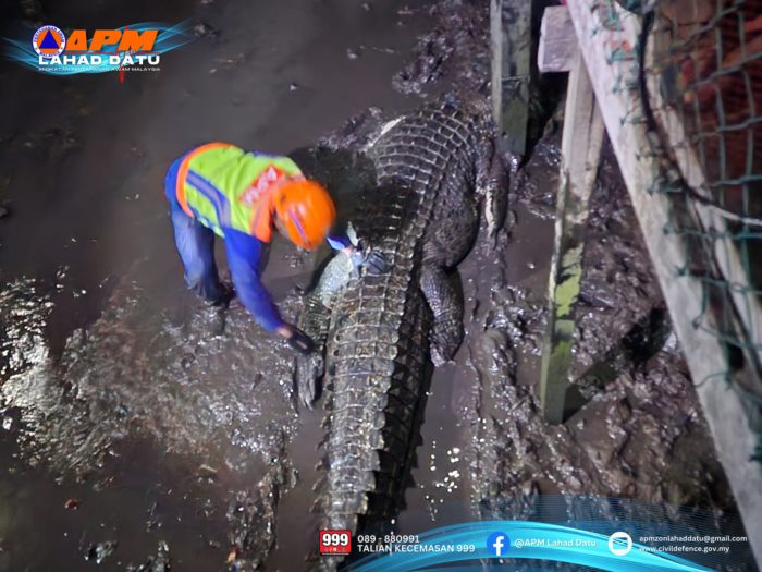 จระเข้ยักษ์ 1.2 ตัน จระเข้ยักษ์ 1.2 ตัน