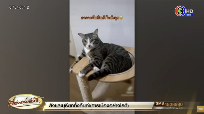 เจ้าชิฟู เจ้าชิฟู