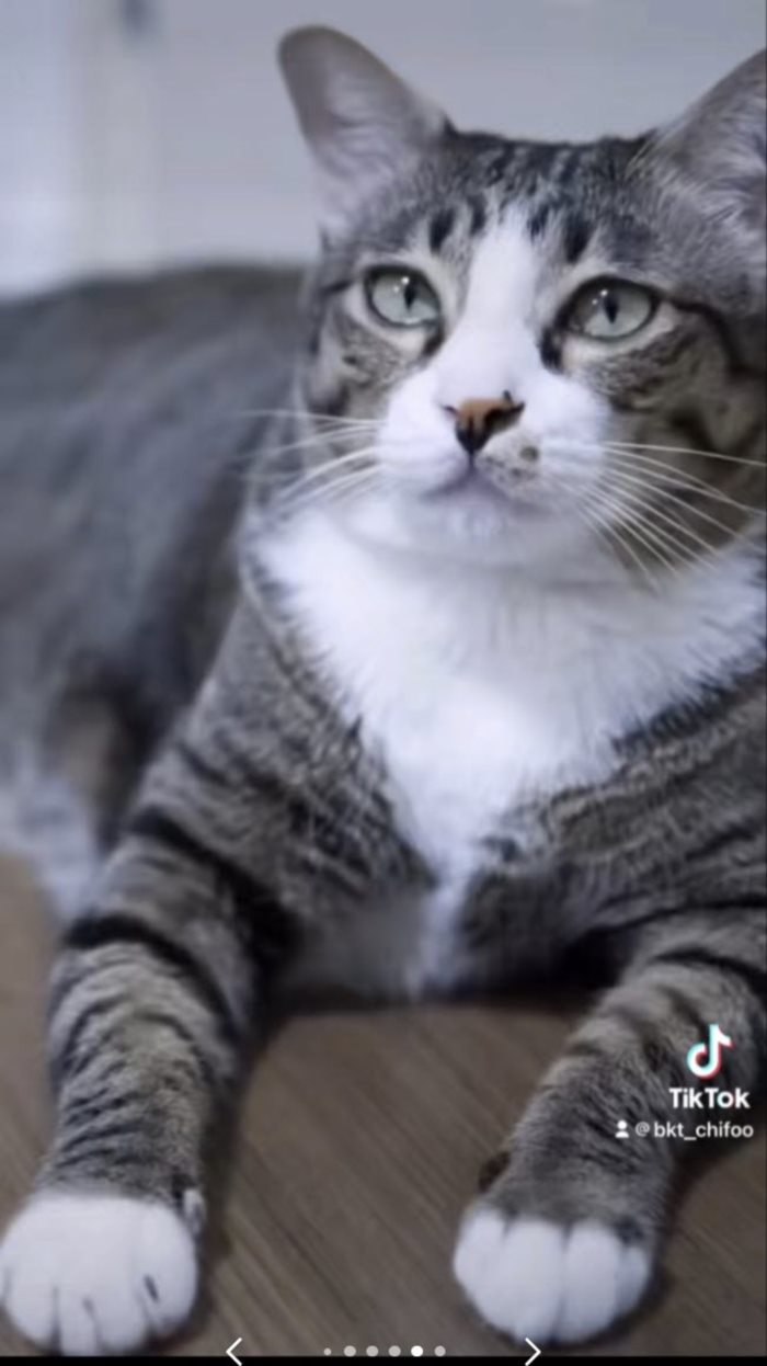 เจ้าชิฟู เจ้าชิฟู