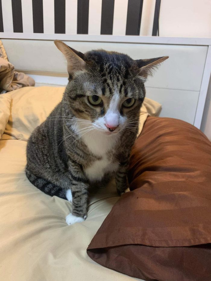 เจ้าชิฟู เจ้าชิฟู