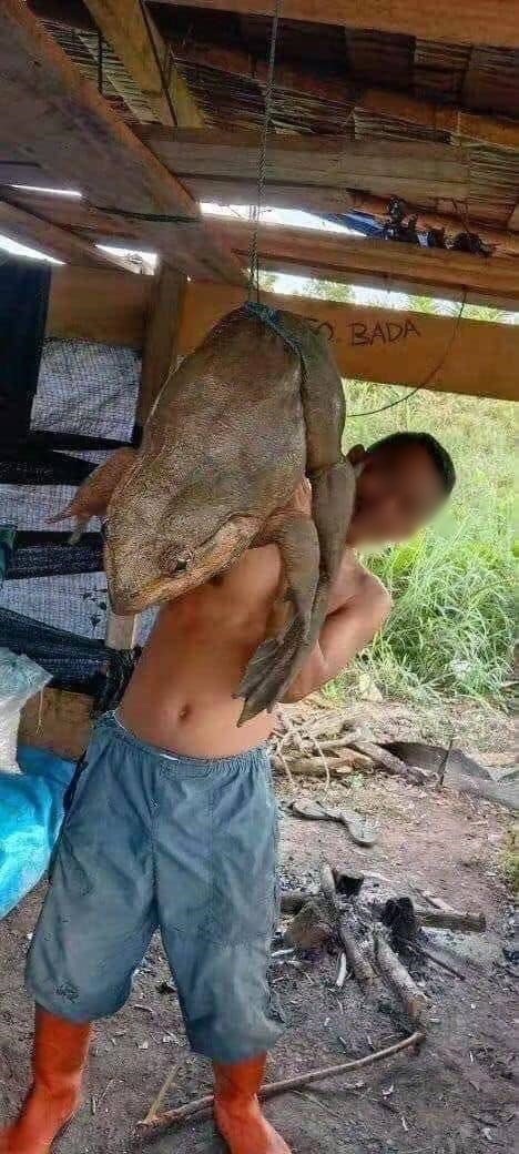 กบยักษ์ตัวเท่าคน กบยักษ์ตัวเท่าคน