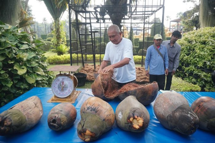 ปอกมะพร้าว ปอกมะพร้าว