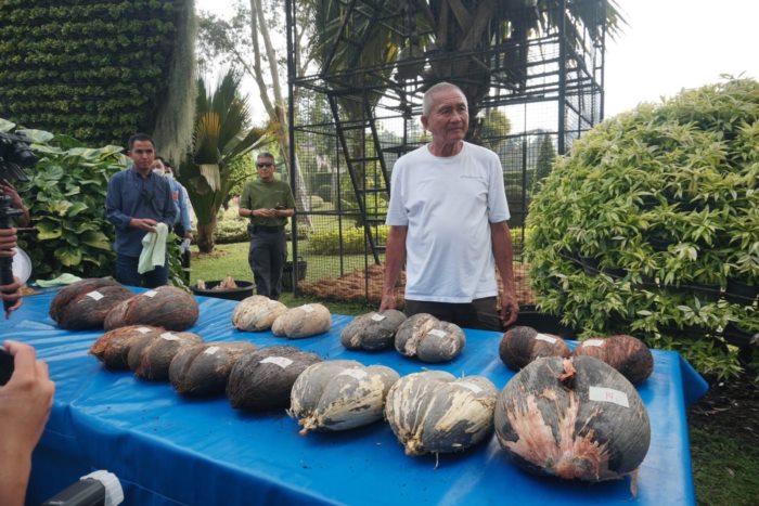 ปอกมะพร้าว ปอกมะพร้าว