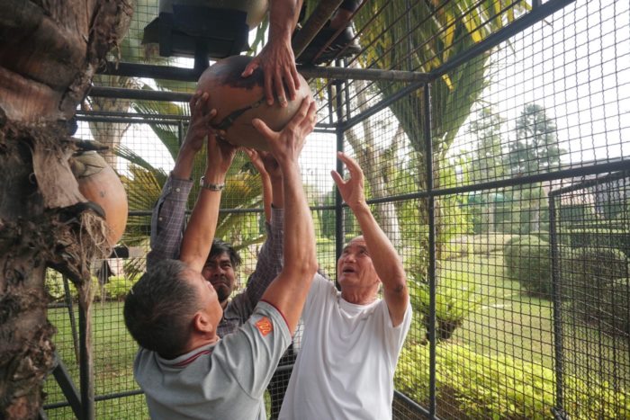 ปอกมะพร้าว ปอกมะพร้าว