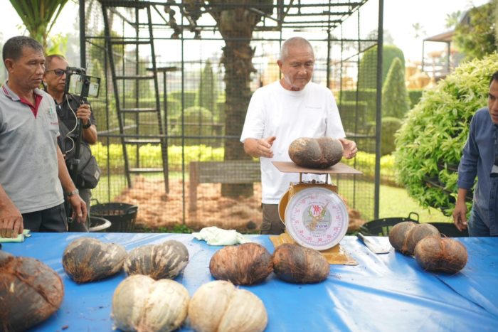 ปอกมะพร้าว ปอกมะพร้าว