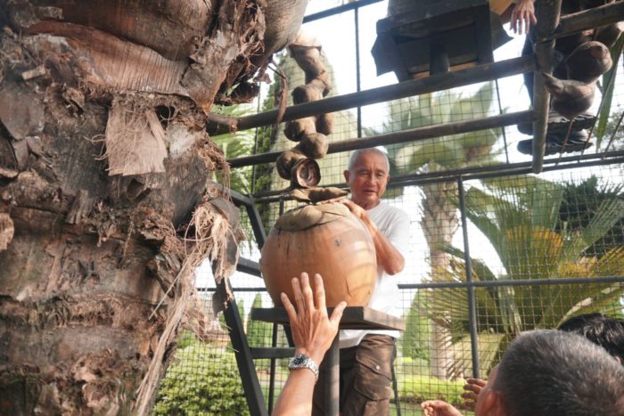 ปอกมะพร้าว ปอกมะพร้าว