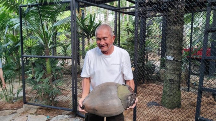 ปอกมะพร้าว ปอกมะพร้าว