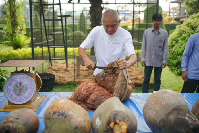 ปอกมะพร้าว ปอกมะพร้าว