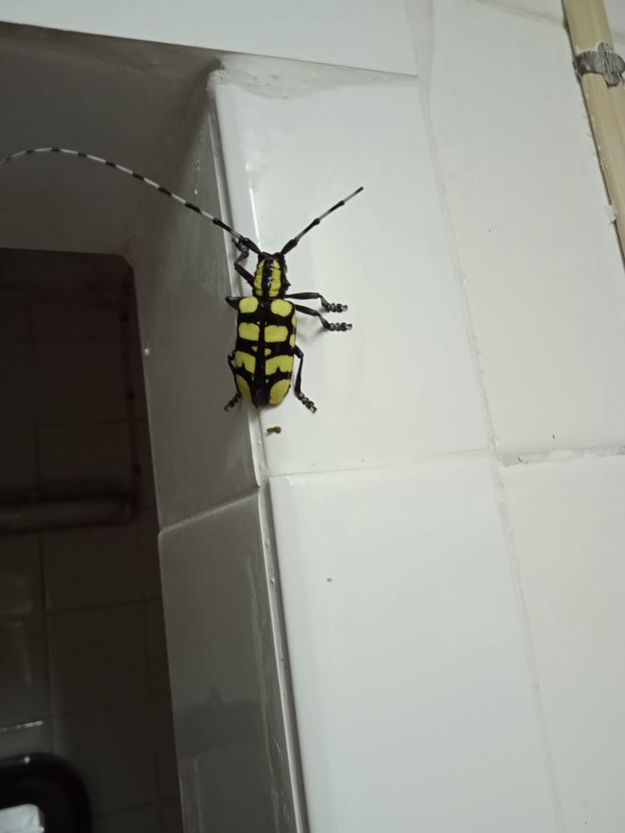 แมลงประหลาด แมลงประหลาด