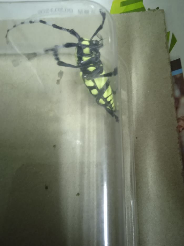 แมลงประหลาด แมลงประหลาด