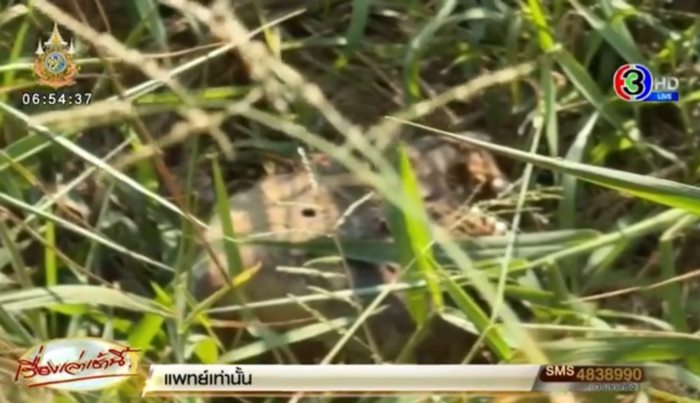 ฆ่าหั่นศพญี่ปุ่น ฆ่าหั่นศพญี่ปุ่น