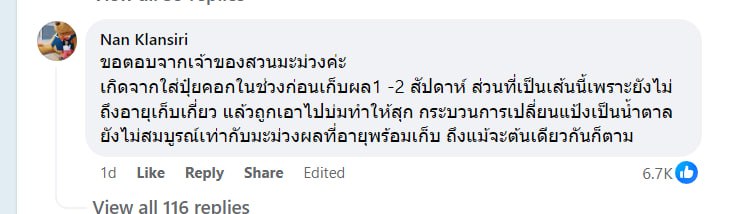 เส้นดำมะม่วง เส้นดำมะม่วง