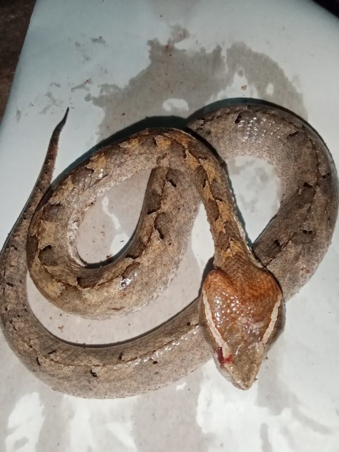 งูพิษ งูพิษ