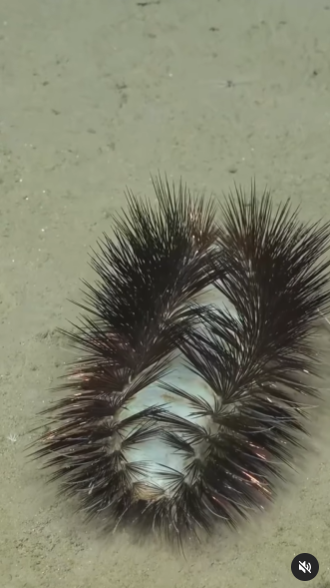 ไส้เดือนทะเล ไส้เดือนทะเล