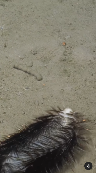 ไส้เดือนทะเล ไส้เดือนทะเล