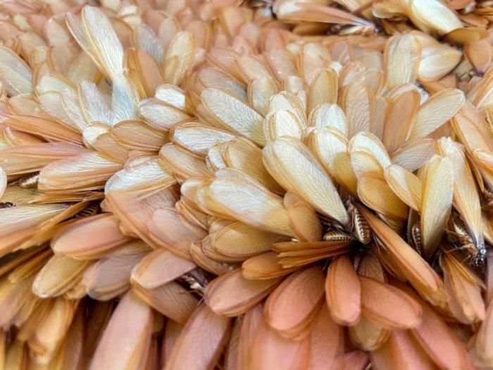 แมลงเม่า แมลงเม่า