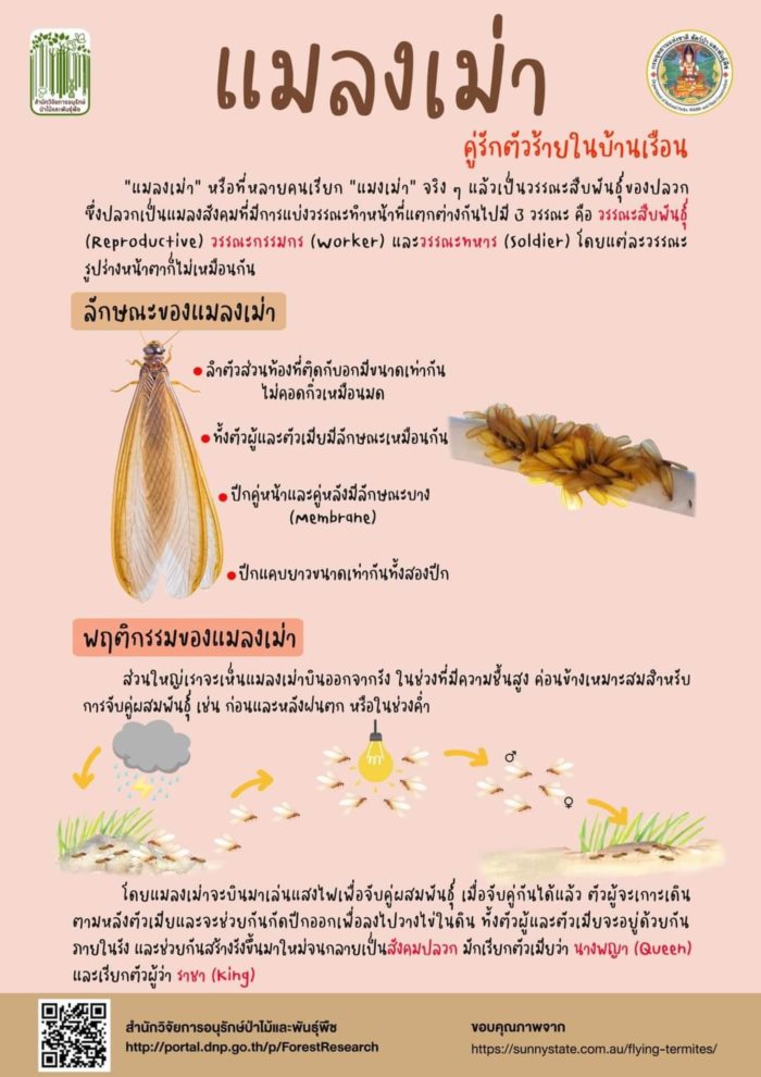 แมลงเม่า แมลงเม่า