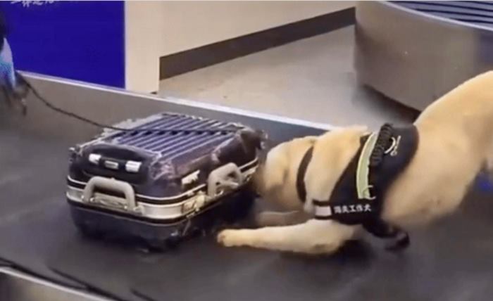 สุนัขตำรวจชี้เป้า สุนัขตำรวจชี้เป้า