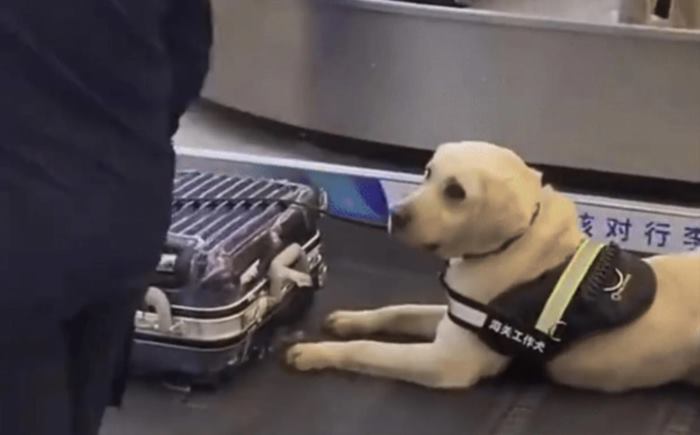 สุนัขตำรวจชี้เป้า สุนัขตำรวจชี้เป้า