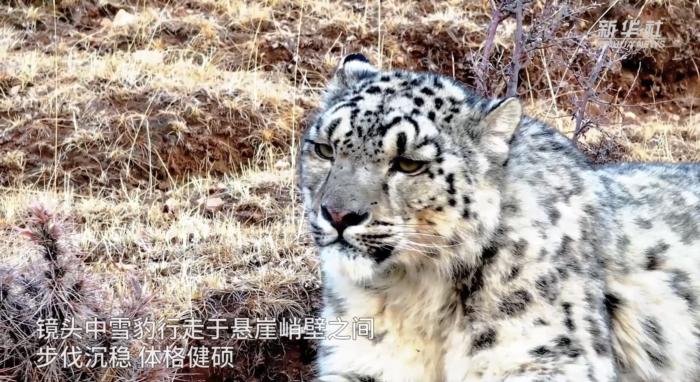 สัตว์ป่า สัตว์ป่า