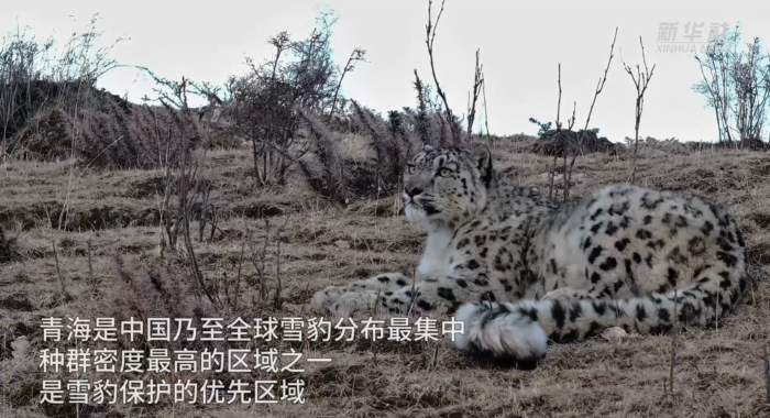 สัตว์ป่า สัตว์ป่า