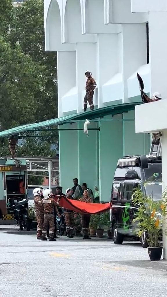 ช่วยแมว ช่วยแมว