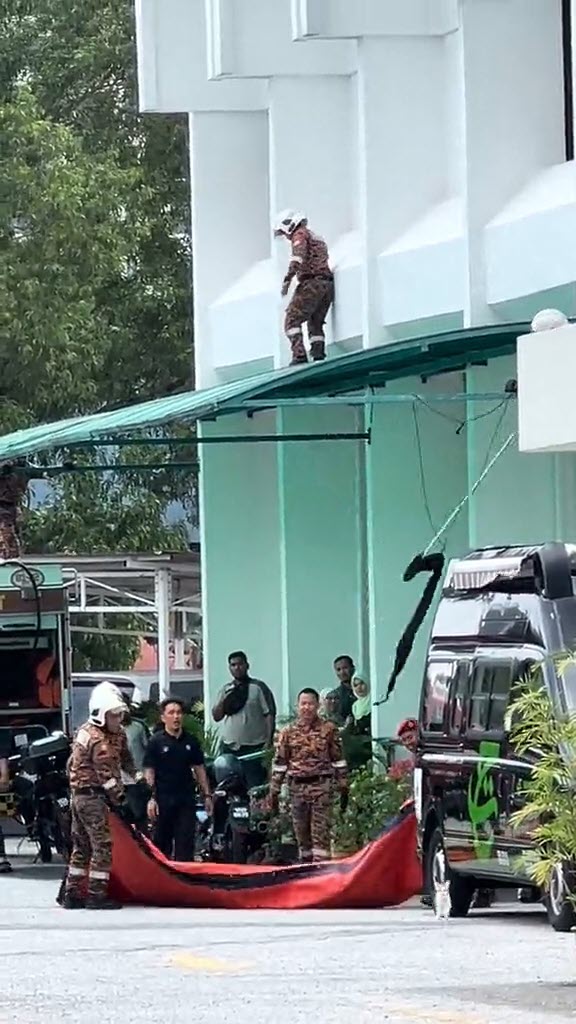 ช่วยแมว ช่วยแมว