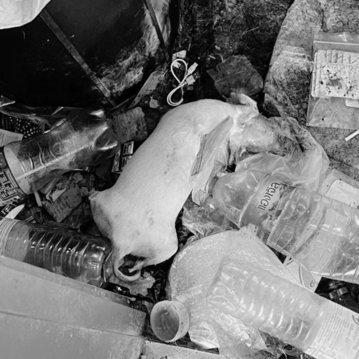 สุนัขกินศพ สุนัขกินศพ