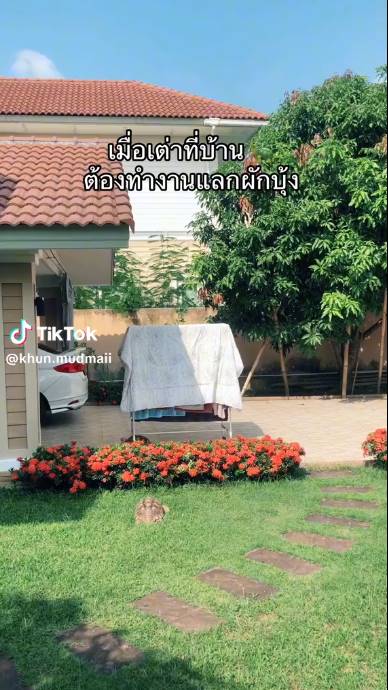 เต่า เต่า