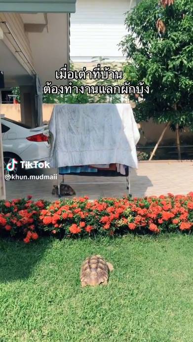 เต่า เต่า