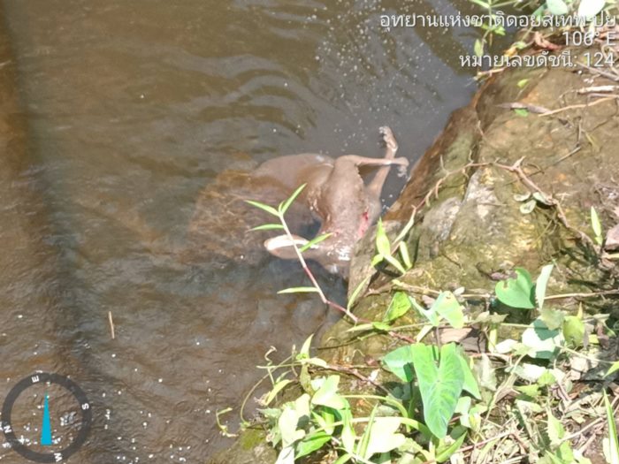 จิงโจ้แดง ตายในลำห้วย จิงโจ้แดง ตายในลำห้วย