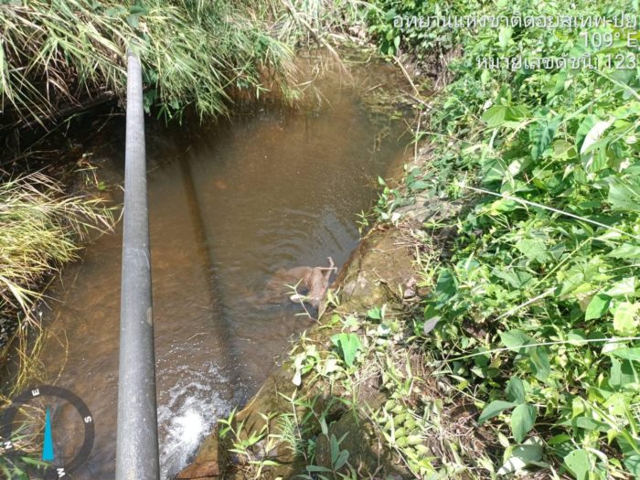 จิงโจ้แดง ตายในลำห้วย จิงโจ้แดง ตายในลำห้วย