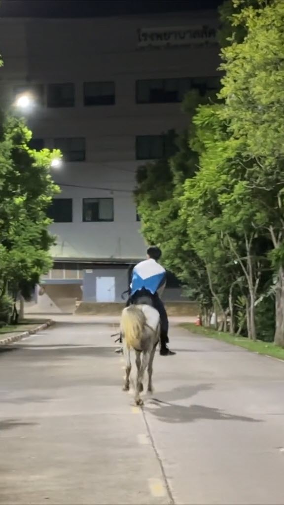 ขี่ม้าไปรับปริญญา ขี่ม้าไปรับปริญญา