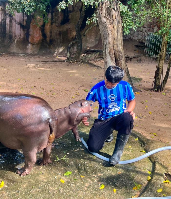 หมูเด้ง ฮิปโป หมูเด้ง ฮิปโป