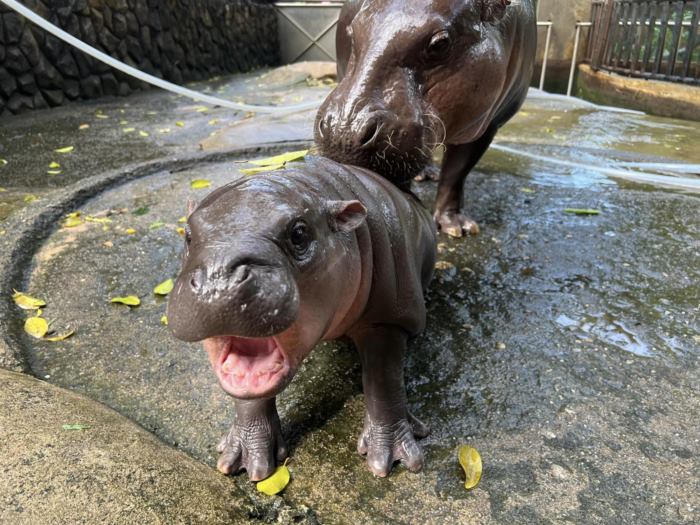 หมูเด้ง ฮิปโป หมูเด้ง ฮิปโป