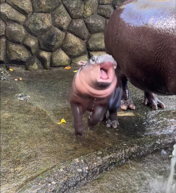 หมูเด้ง ฮิปโป หมูเด้ง ฮิปโป