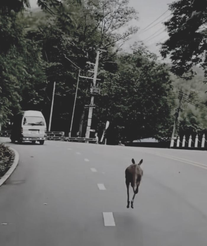 จิงโจ้แดง ตายในลำห้วย จิงโจ้แดง ตายในลำห้วย