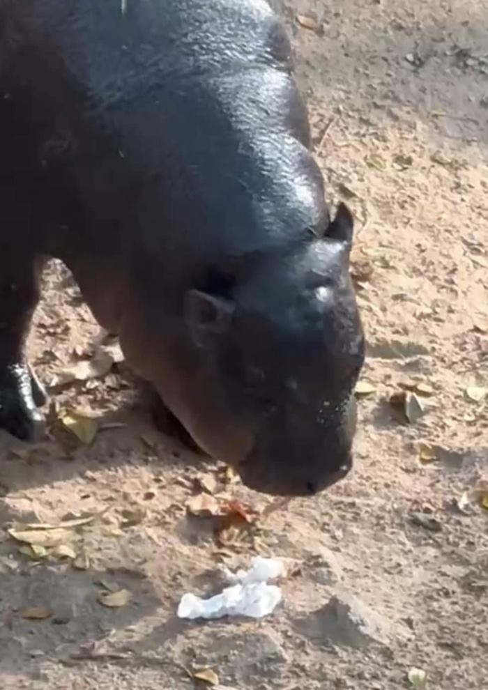 หมูเด้ง ฮิปโป หมูเด้ง ฮิปโป