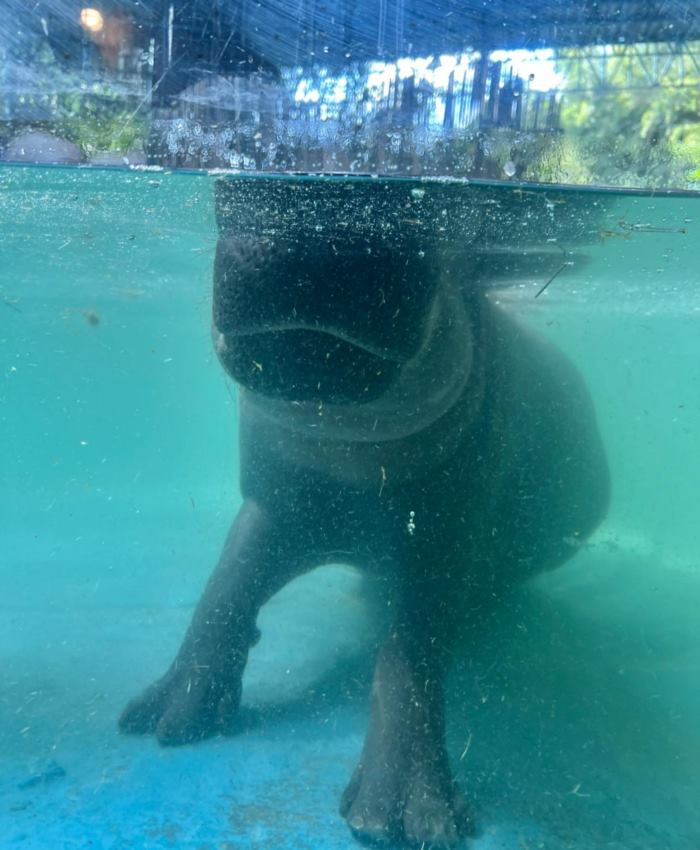 หมูมะนาว พี่สะใภ้หมูเด้ง หมูมะนาว พี่สะใภ้หมูเด้ง