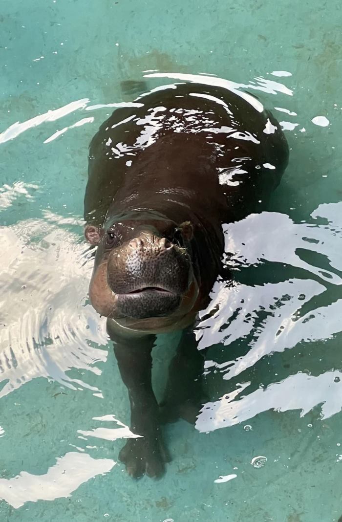 หมูมะนาว พี่สะใภ้หมูเด้ง หมูมะนาว พี่สะใภ้หมูเด้ง