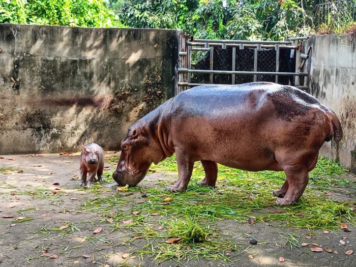 ลูกฮิปโปศรีสะเกษ ลูกฮิปโปศรีสะเกษ
