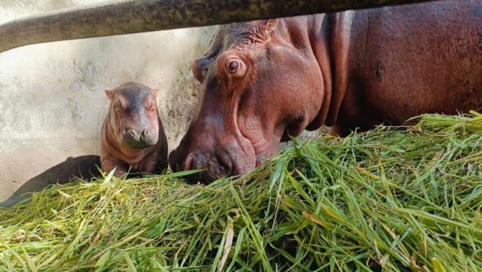 ลูกฮิปโปศรีสะเกษ ลูกฮิปโปศรีสะเกษ