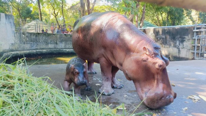 ลูกฮิปโปศรีสะเกษ ลูกฮิปโปศรีสะเกษ