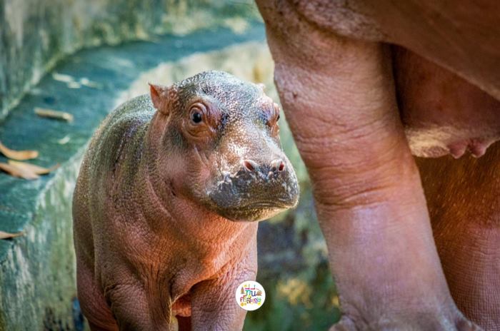 ลูกฮิปโปศรีสะเกษ ลูกฮิปโปศรีสะเกษ