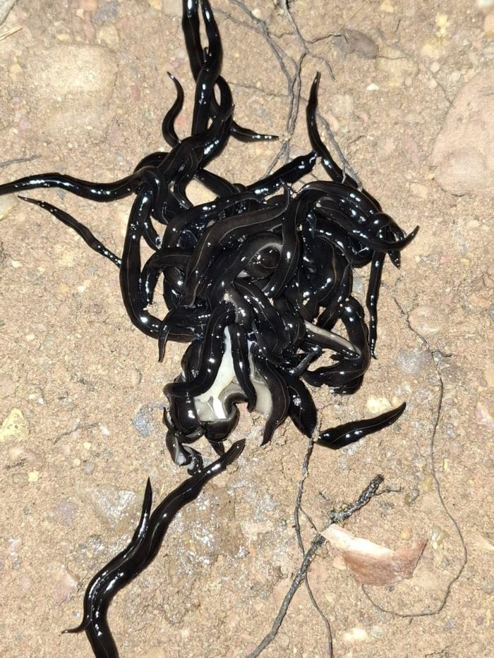 หนอนตัวแบนนิวกินี หนอนตัวแบนนิวกินี